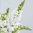 British White Snapdragon