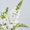 British White Snapdragon