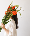 Orange Gladioli – British Grown  | 75cm