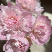 Premium British Pink Peonies