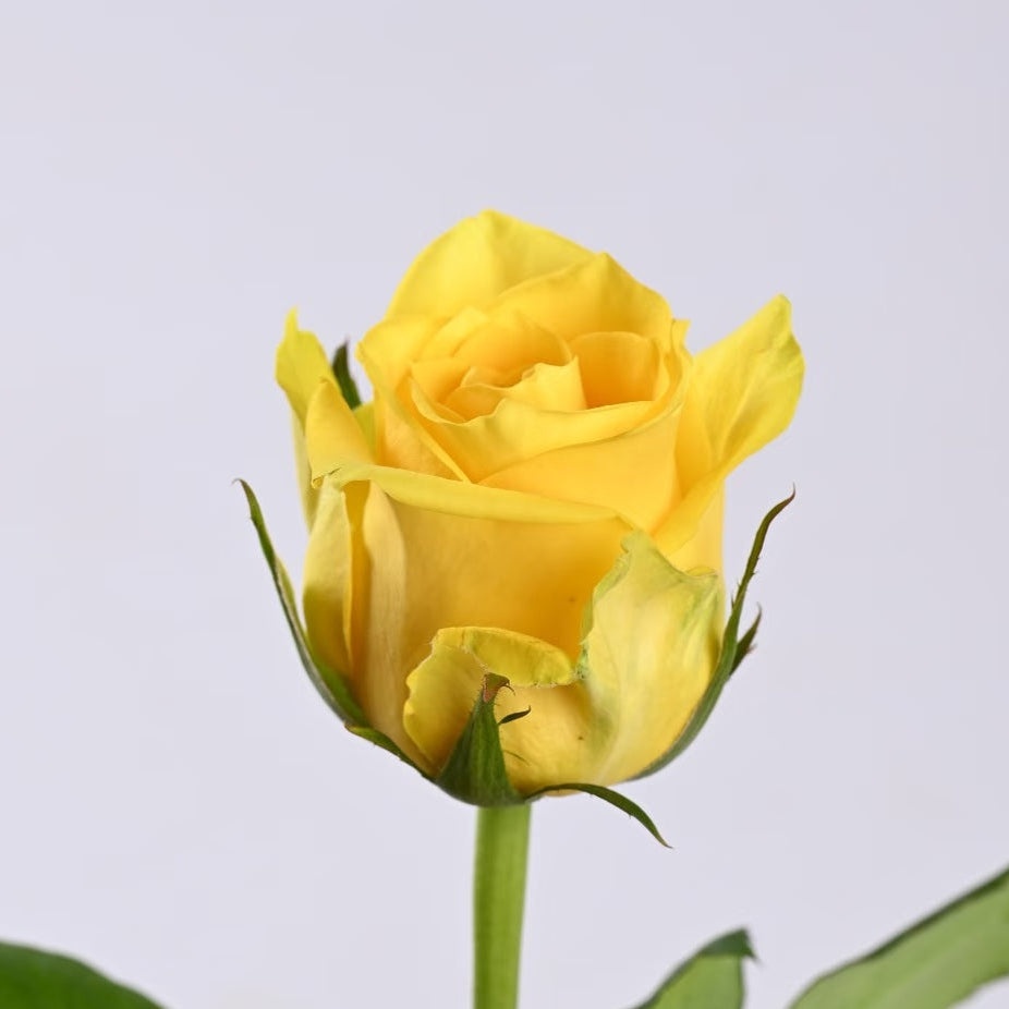 Yellow Rose Stems | Moonwalk Roses | Fresh UK Delivery