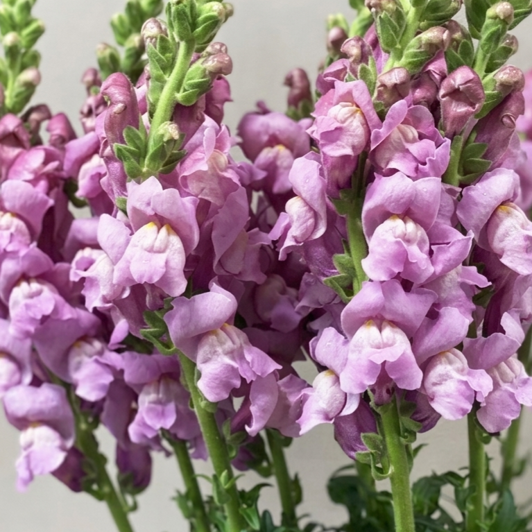 British Lavender Snapdragon Flowers