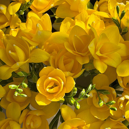 Yellow Freesia