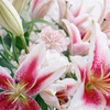 Pink Lily & Eucalyptus Bouquet