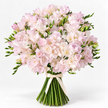Soft Pink Freesia  - 50 Stems