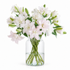 UK Grown Pollen-Free Pink Rose Lily ‘Anouska’