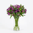 Alstroemeria - Purple