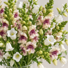 British Grown Antique Cream Snapdragon & White Campanula Flower Box