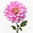 UK Grown Dahlia ‘Karma Prospero’ – Rose Pink