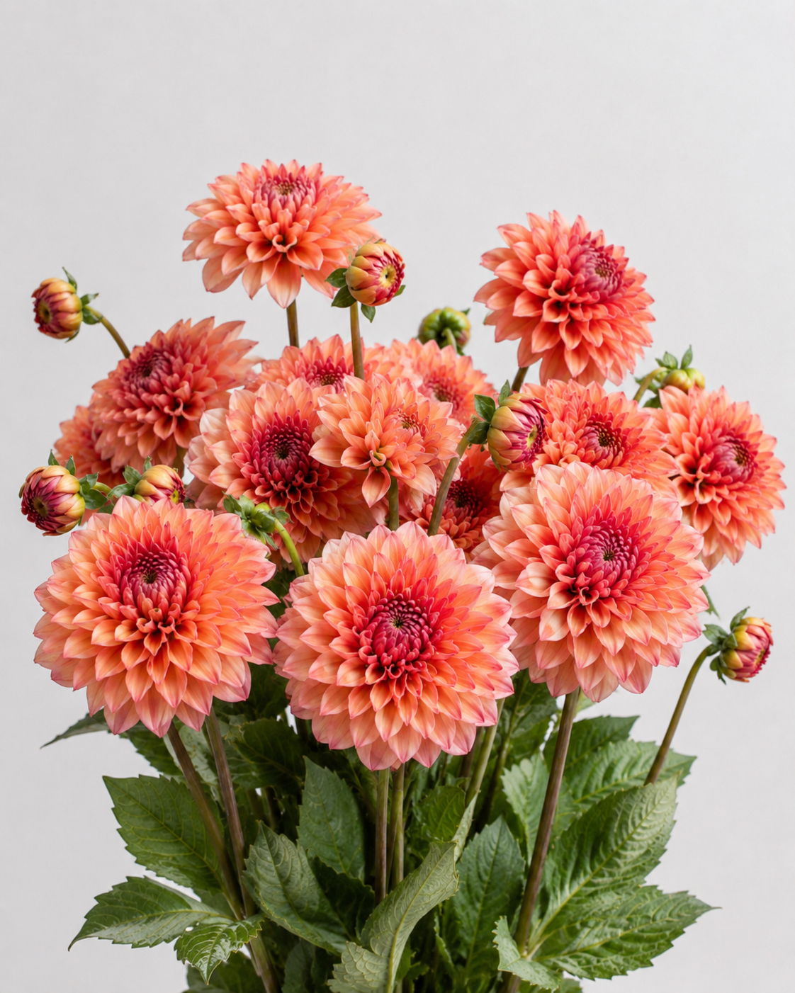 UK Grown Dahlia ‘Salmon Runner’ – Salmon Pink