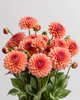 UK Grown Dahlia ‘Salmon Runner’ – Salmon Pink