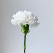 The Carnation Posy