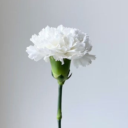 The Carnation Posy