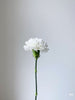 The Carnation Posy
