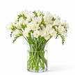 White Freesia - 50 Stems