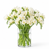White Freesia - 50 Stems