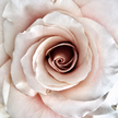 Rose Quicksand