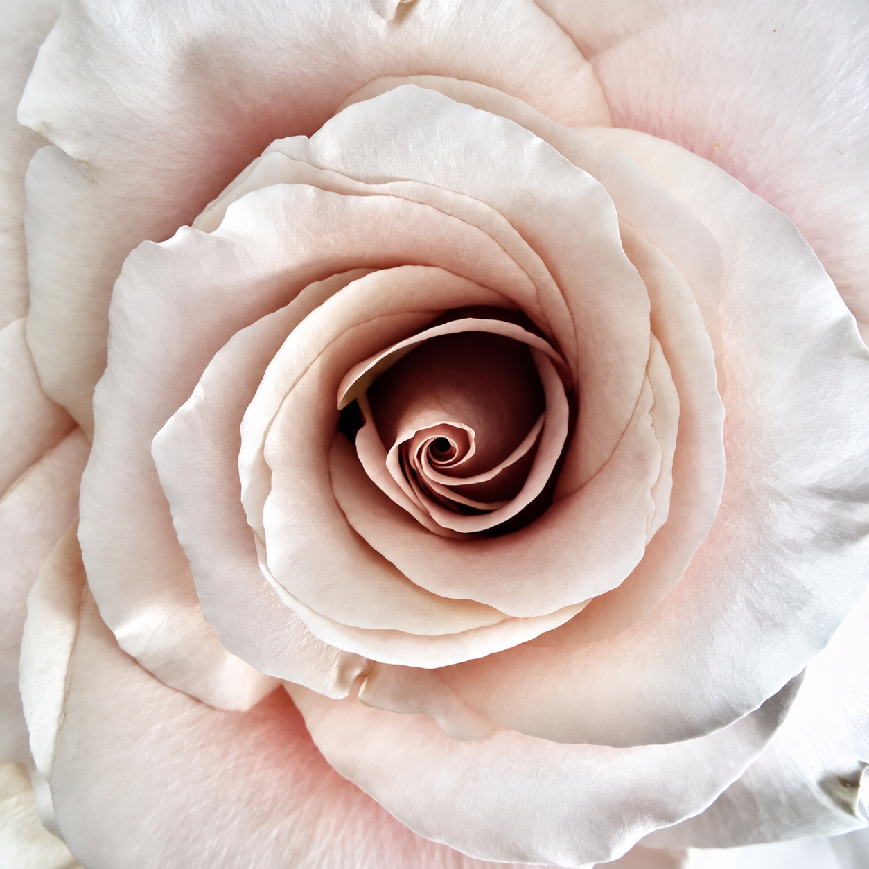 Rose Quicksand