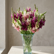 British Mixed Snapdragon Flowers