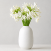 British-Grown White Agapanthus