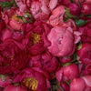 British-Grown Coral Peonies with Free Delivery