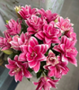 UK Grown Pollen-Free Pink Rose Lily ‘Manouska’