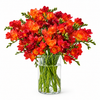 Sunset Orange Freesia - 50 Stems