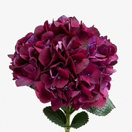 Dark Ruby Hydrangea