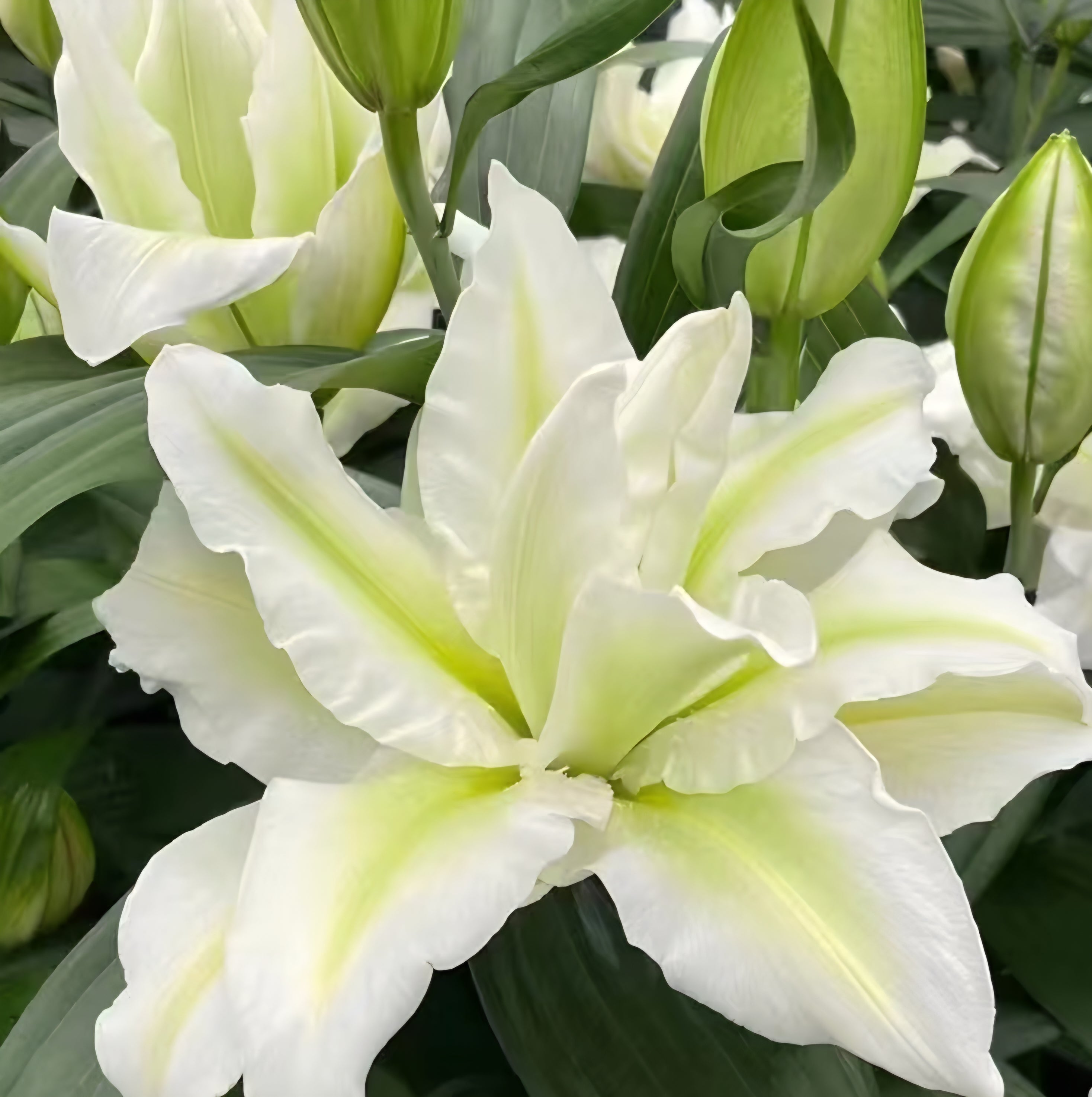 UK Grown Pollen-Free White Rose Lily ‘Aisha’