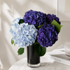 Blue Hydrangea 'Verena Blue'