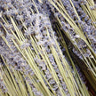 Dried Lavender