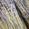 Dried Lavender