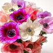 Mixed Jewel & Pastel Anemones