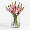 British Pink Snapdragon Flowers