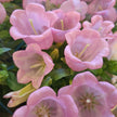 British Pink Campanula | Fresh Seasonal Bellflowers