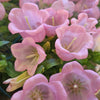 British Pink Campanula | Fresh Seasonal Bellflowers