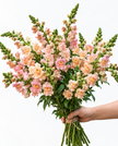 British Apricot Pink Snapdragon Flowers