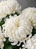 White Chrysanthemums