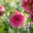 UK Grown Dahlia ‘Salmon Runner’ – Salmon Pink