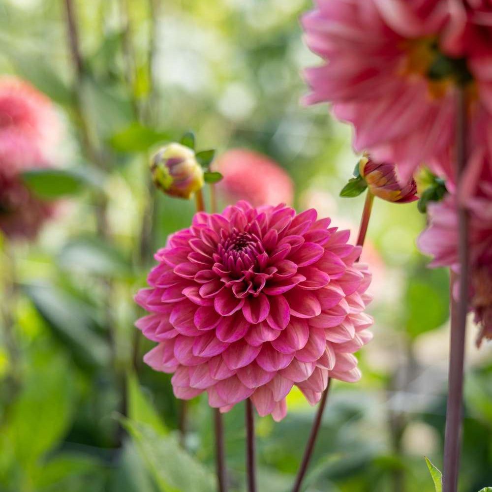 UK Grown Dahlia ‘Salmon Runner’ – Salmon Pink