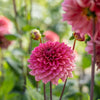 UK Grown Dahlia ‘Salmon Runner’ – Salmon Pink