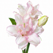UK Grown Pollen-Free Pink Rose Lily ‘Anouska’