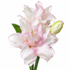UK Grown Pollen-Free Pink Rose Lily ‘Anouska’