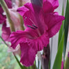 Dark Pink Gladioli – British Grown | 75cm