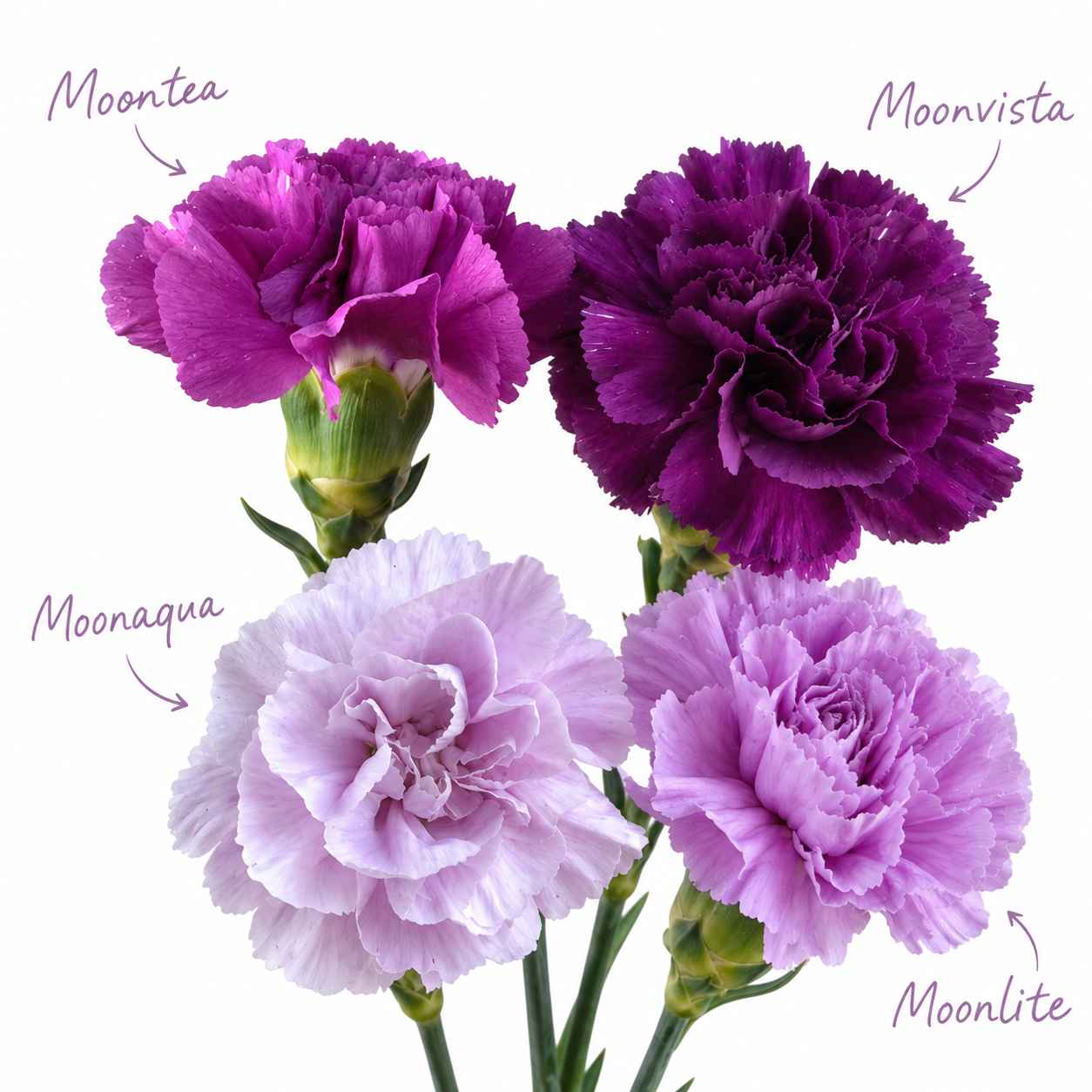 Moon Series Carnations