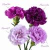 Moon Series Carnations