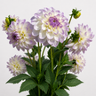 UK Grown Dahlia ‘Eveline’ – White & Lilac