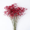 Red Dyed Gypsophila