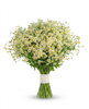 British White Tanacetum 'Vegmo' Stems