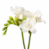 Soft Pink Freesia